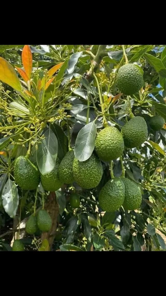 Fresh Avocado