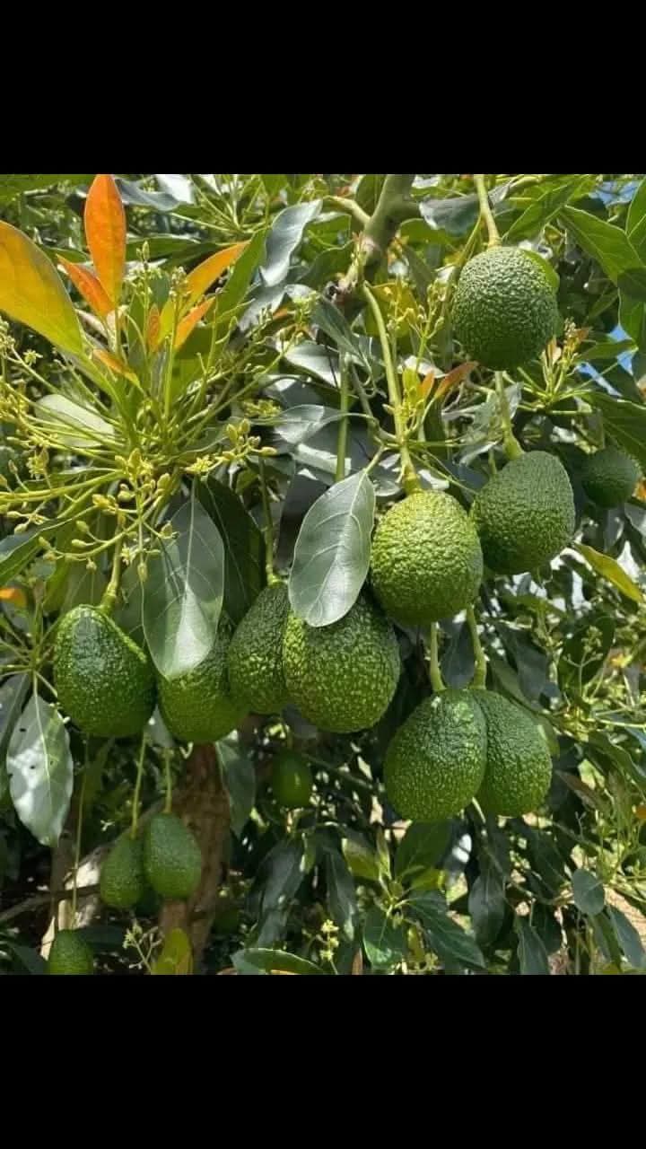 Fruits category