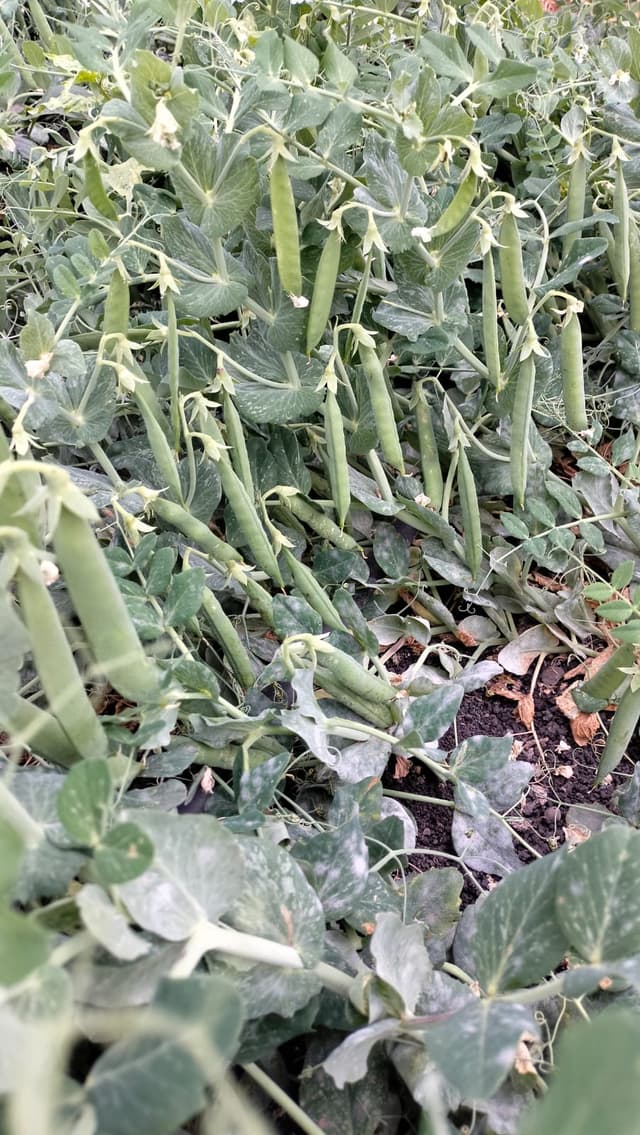 Garden Peas