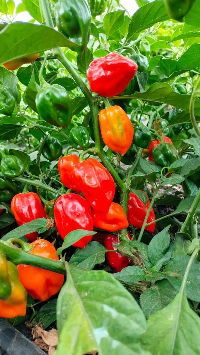 Fresh Red Habanero Peppers
