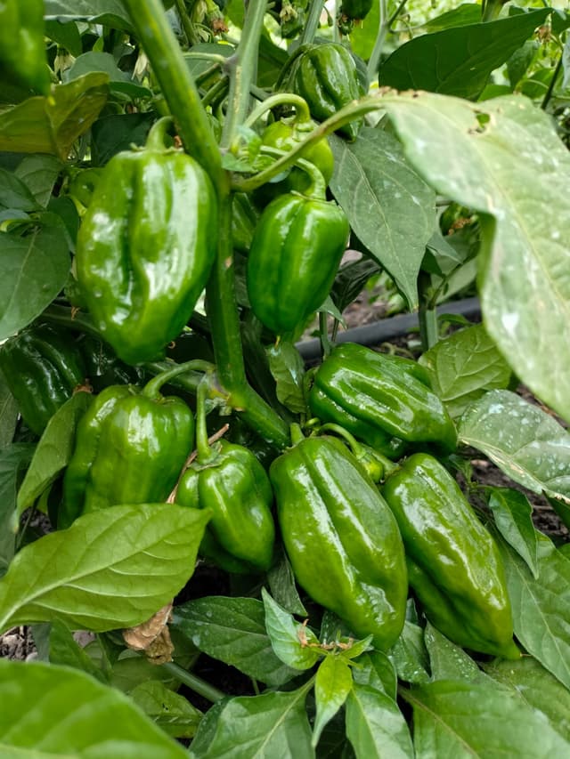 Scotch Bonnet Pepper